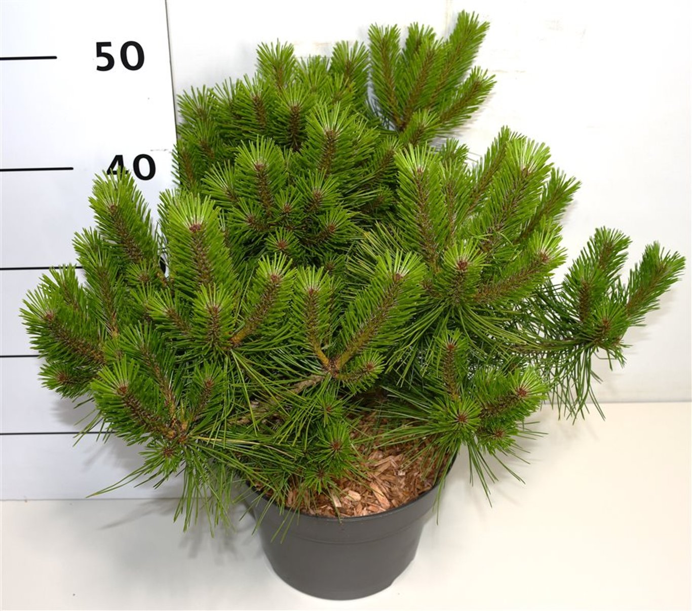 Pinus d. 'Jane Kluis' - C5 30-40 CM